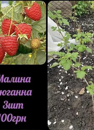 Малина ремонтантна зюганна