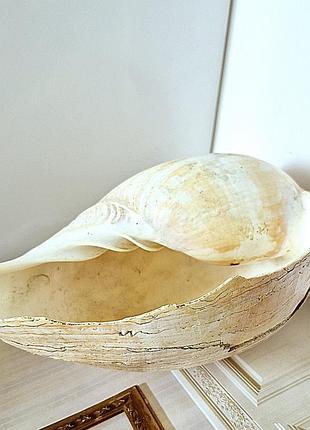 Ракушка океаническая