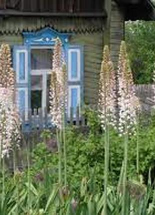 Эремурус продам 2