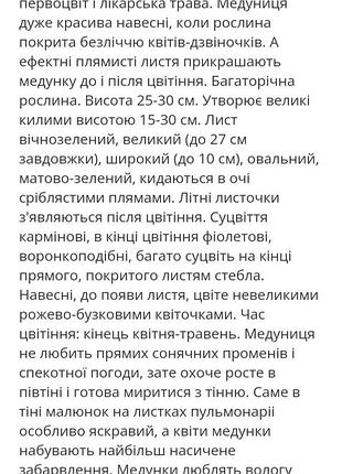 Медуниця, декоративна рослина 4