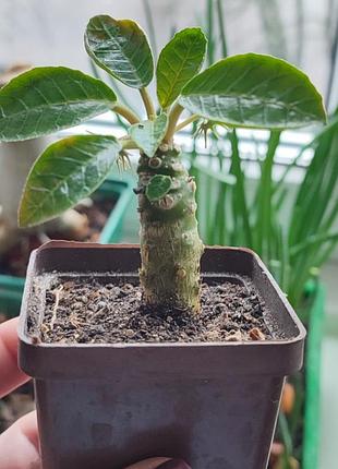 Дорстения фоетида (dorstenia foetida)