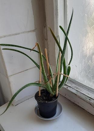 Домашня кімнатна рослина aloe vera, укорінений вазон (алое вера в пластиковому горщику)