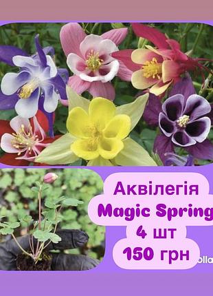 Аквилегия magic spring, микс цветов 🌺