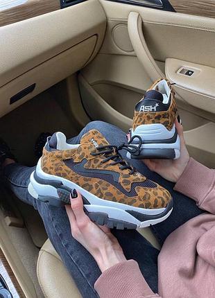 Кросівки ash leopard