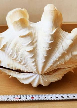 Ракушка tridacna gigas.