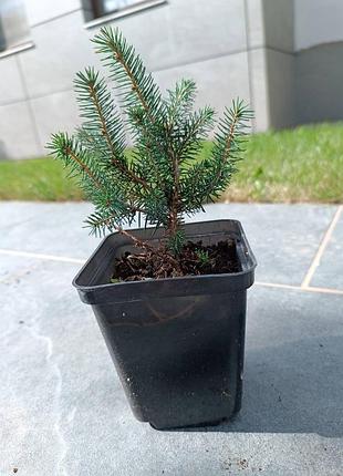 Ялинка карел