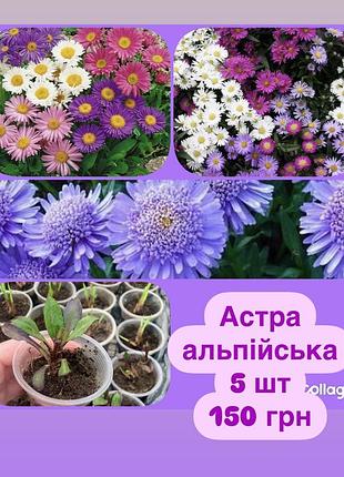 Астра альпийская, микс цветов
