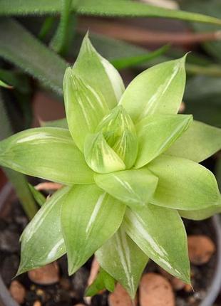 Хавортія варьєгатна (haworthia cymbiformis variegata)