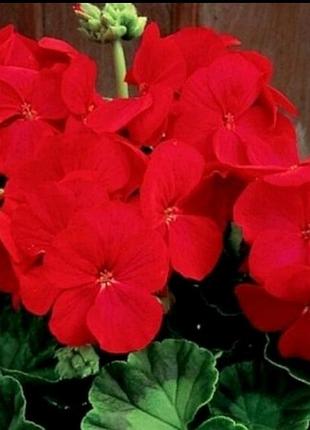 Пеларгонія