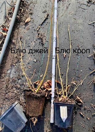 Лохина. солодка ягода.