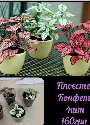 🌺гипоэстес конфетти 🌺