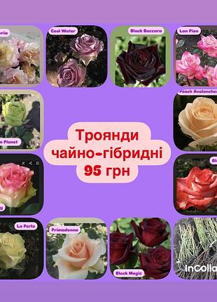 Розы уличные чайно-гибридные🌺, 12 сортов