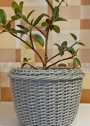 Кашпо з ротангу