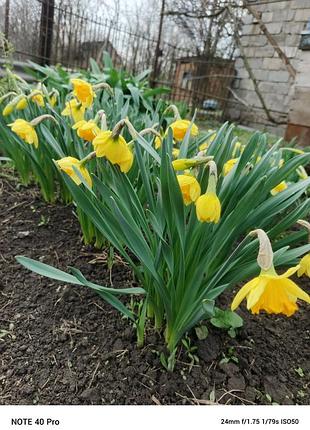 Луковицы нарциссов 4