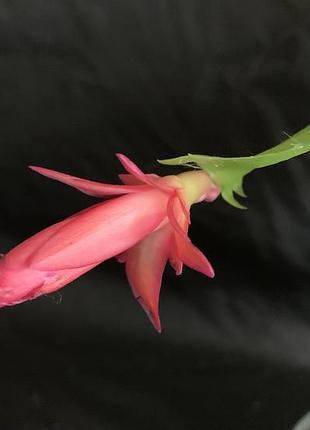 🌺 шлюмбергера, набір 3 кольори 🌺 3