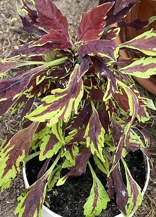 🌿 вкорінений живець колеуса «бордово-зелений феєрверк» (coleus 'saturn')