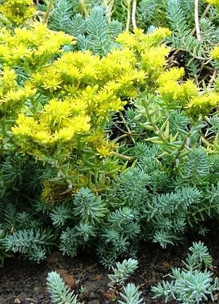 Очиток скальный (седум), почвопокровник садовый, многолетний голубой, зелёный - саженцы