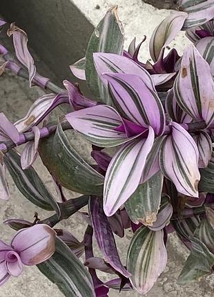 🌿свежий срез традесканции «триколор» (tradescantia 'tricolor') 4