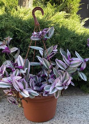 🌿 свіжий зріз традесканції «тріколор» (tradescantia 'tricolor')