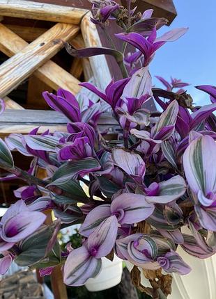 🌿свежий срез традесканции «триколор» (tradescantia 'tricolor') 6