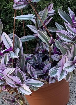 🌿свежий срез традесканции «триколор» (tradescantia 'tricolor') 2