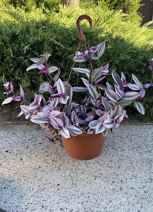 🌿свежий срез традесканции «триколор» (tradescantia 'tricolor') 5