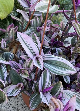 🌿свежий срез традесканции «триколор» (tradescantia 'tricolor') 3