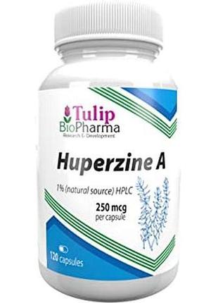Ноотроп гуперзин а (huperzine a)