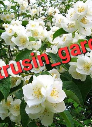 Саженцы жасмина 2