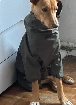 Комбінезон noble pet