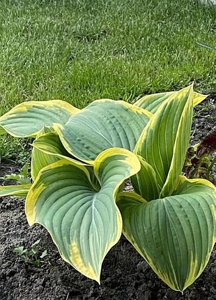 🌿саджанець хости 🌿 — 1 міцне кореневище з мого власного саду 3