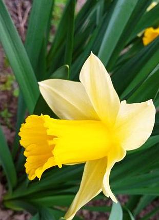 Нарциси цибулини квіти