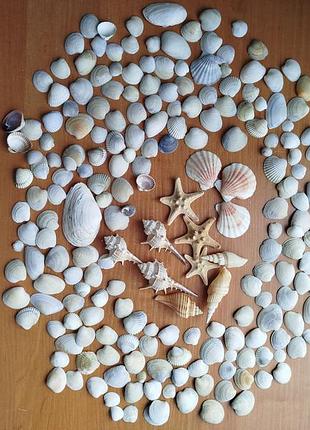 Мушлі,морські зірки
