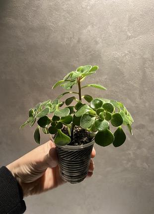 Кімнатна рослина аихризон дерево кохання сукулент