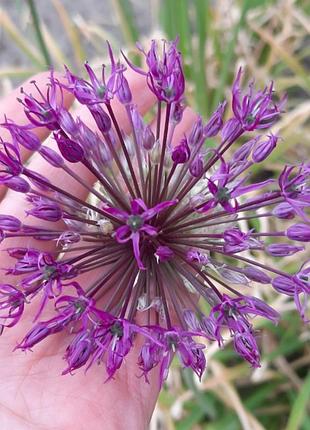 Алиум луковицы лук декоративный многолетний розенбаха violet