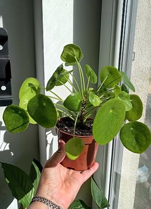 Росток пілея пеперомієвидна (pilea peperomioides )  6 см