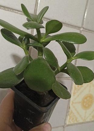 Денежное дерево, толстянка 12 см высота