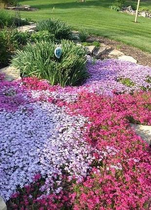 Флокс многолетний, большие порции