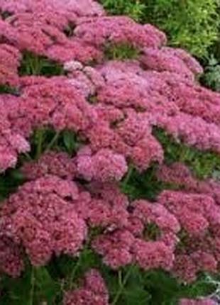 Очиток бриллиантовый, седум