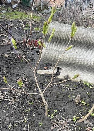 Саджанці бузку 5
