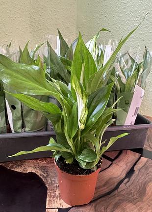 Спатифілум перл купідо, жіноче щастя, (spathiphyllum pearl cupido)