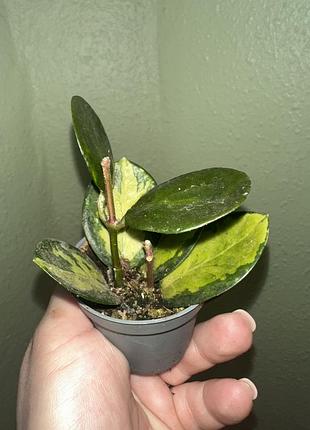 Хойя карноса триколор (hoya carnosa tricolor)