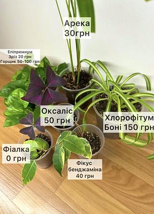 Мікс рослин, хлорофітум боні, фікус бенджамін, пальма арека, фіалка, глобал грін, оксаліс, кислиця