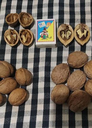 Саженцы грецкого ореха