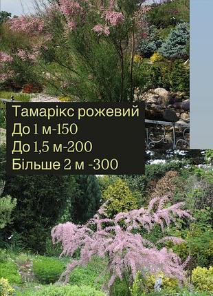 Тамарікс рожевий і білий