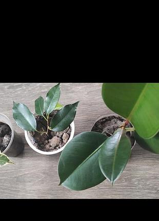 Фікус, фікуси, фікус бенджаміна