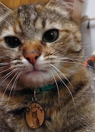 Именные жетоны для котиков.