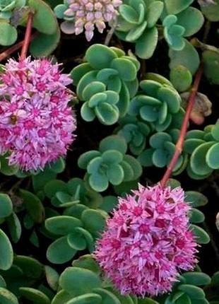 Седум, очиток еверса