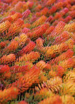 Седум, очиток ангеліна