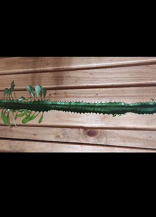 Еуфорбія, молочай, кімнатні рослини